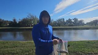 Catching Big Shad in winter/ BAIT HUAL