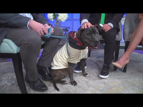 Holiday campaign aims to give homeless pets a home - YouTube