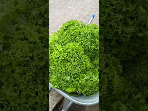 Dimas o verdadeiro de Fagundes pb