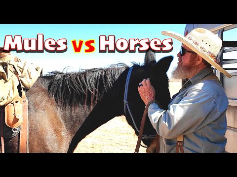 Horses vs  Mules  5-1/2 Reasons