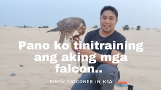 PAANO AKO NAG TTRAINING NG AKING MGA FALCON.. How do i train my falcons..