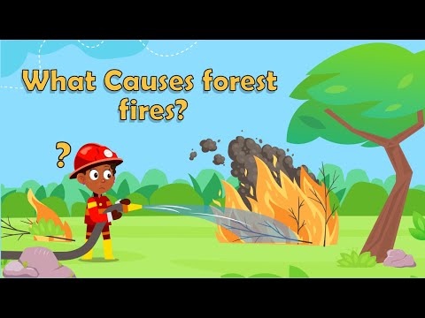 What Causes forest fires for kids - What is a forest fire for kids - Forest fires explained for kids