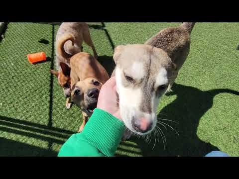 Cheeto, an adopted Husky Mix in Sudbury, MA_image-1