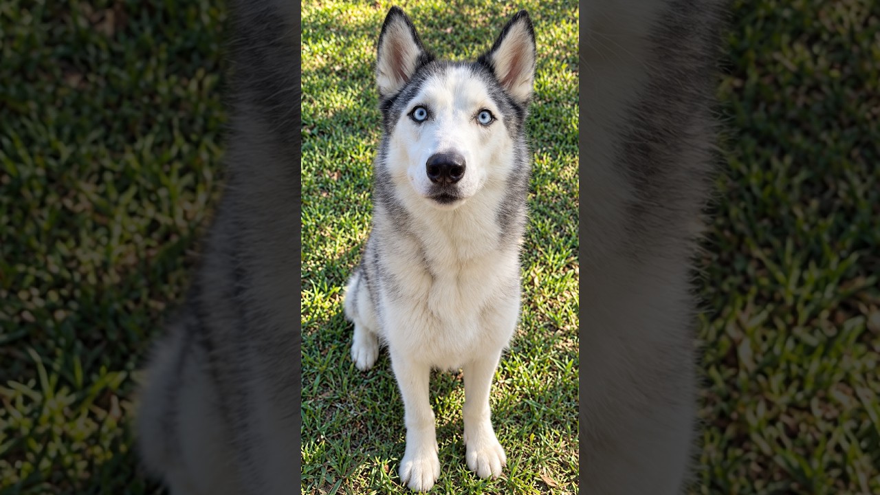 Enlarge Denny, a Adoptable mixed breed in Seven Points, TX video 2/2