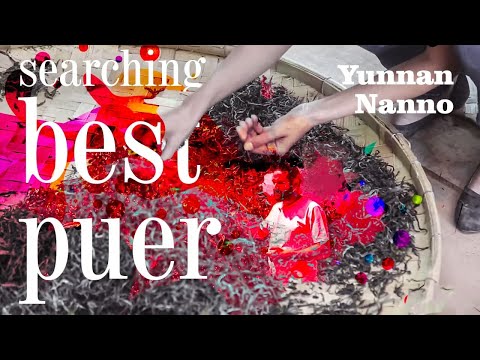 Ancient Tea Trees of Nannuo: Puer Expedition