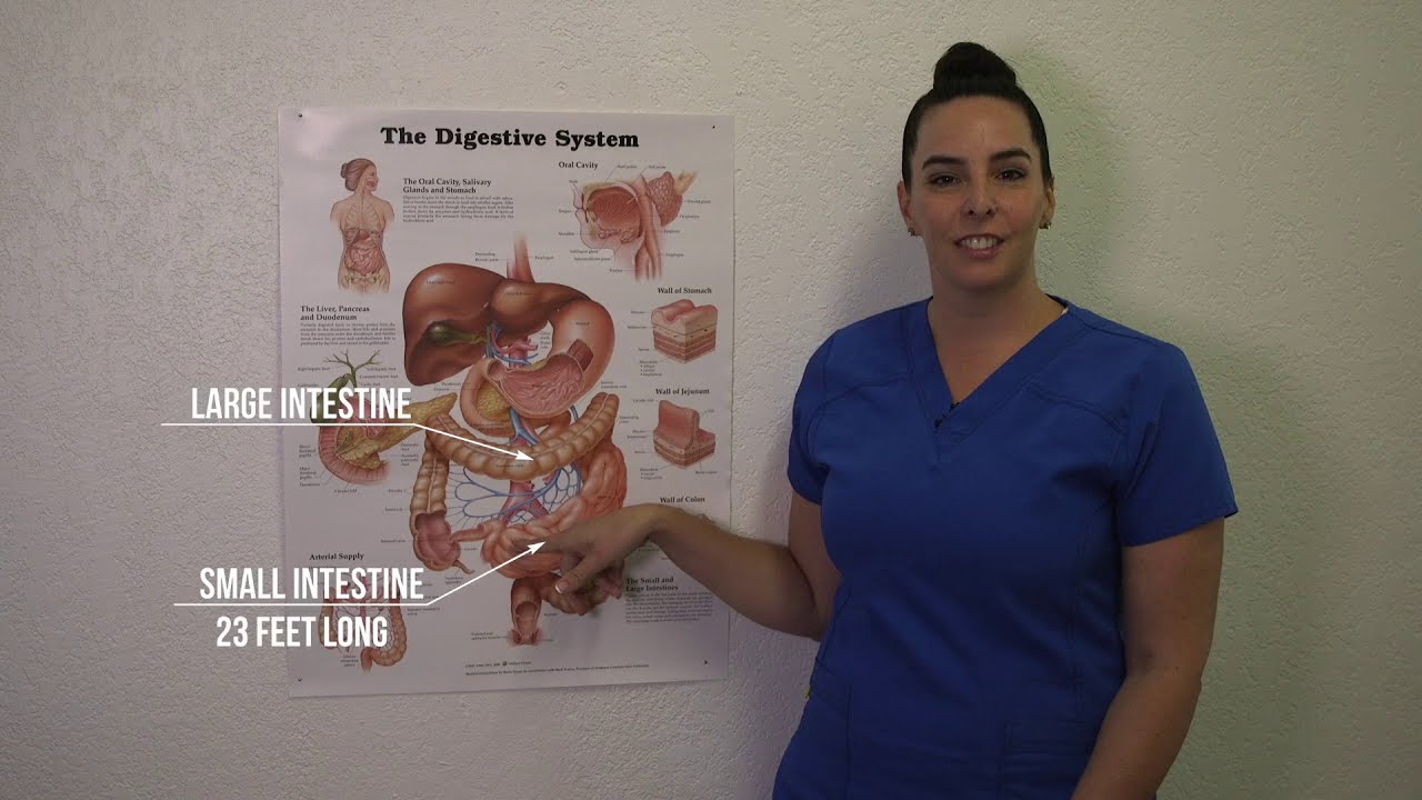 Colonics, Colon Hydrotherapy & Colonic. Open System Colonic LIBBE