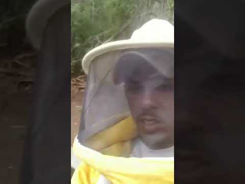 apiário esperança riacho Dantas Ruy Barbosa Bahia 🍯