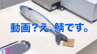 【寄り道企画】さば、発見。 #名創優品