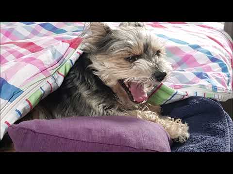 Micha Badura feat. Oleg Yarushin - Gone too soon