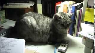 Attimi. Miciù ascolta Tord Gustavsen