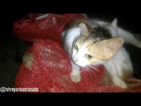 Baby kittens playing, Mother cat🐈 feeding babies & giving bath at Phandije