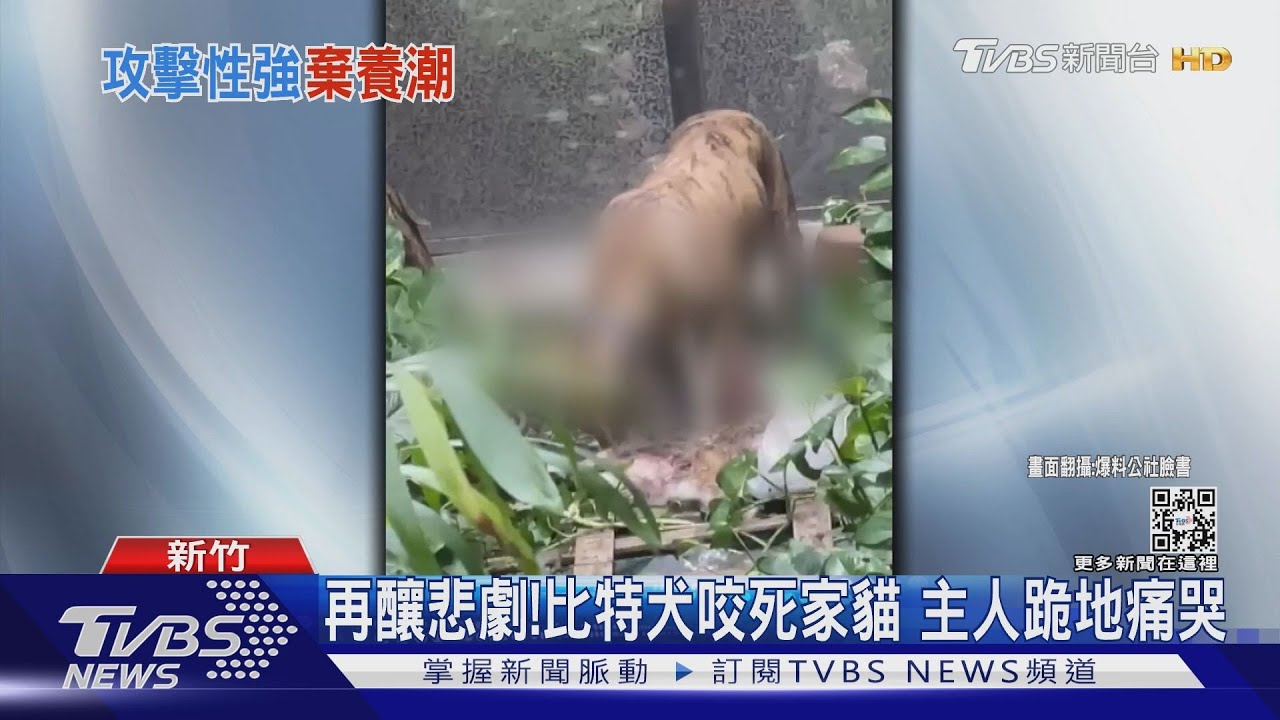 比特犬咬死家貓!民眾持棍搏鬥 主人痛哭:「牠脖子被緊咬。」