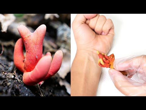 生命の危険: 最も危険な在来種の毒キノコ 5 種 自然と動物