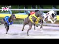 Track race - Dog race 2019 - Racing greyhounds