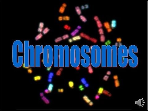 Chromosomes