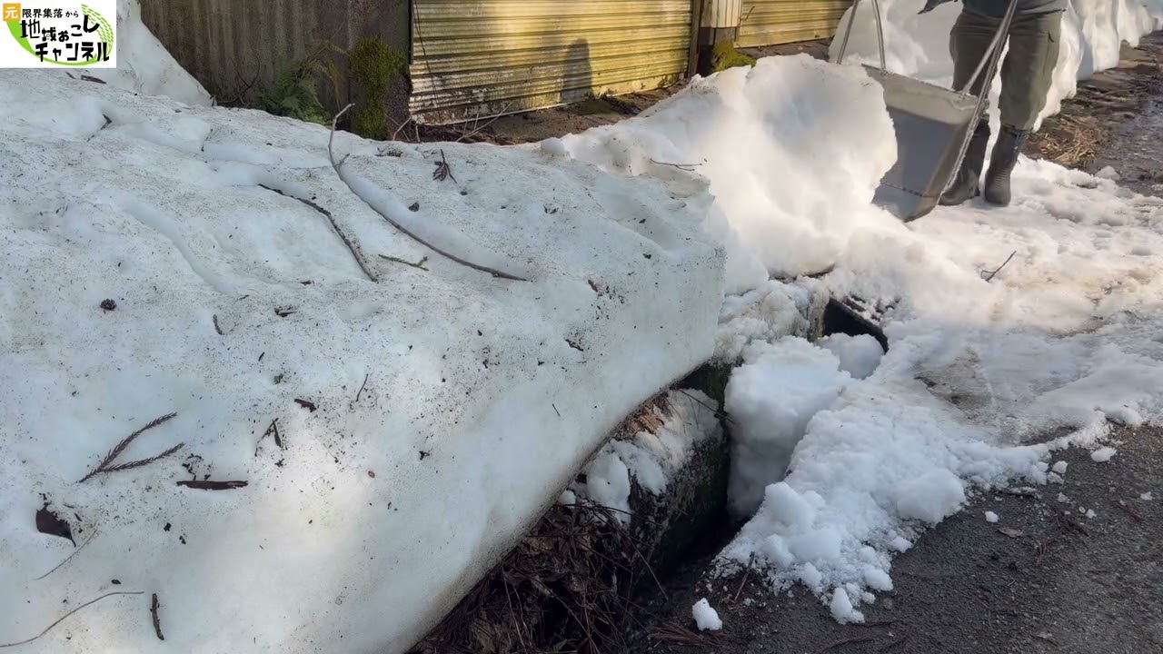 車検に出す軽トラを入れた車庫前の除雪で水が流れる側溝に雪をどんどん入れました
