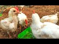 Nattu Kozhi Pannai Vlog Kozhi Pannai Aadu Pannai Kozhi Valarpu Aadu Valarpu PS FARMERS