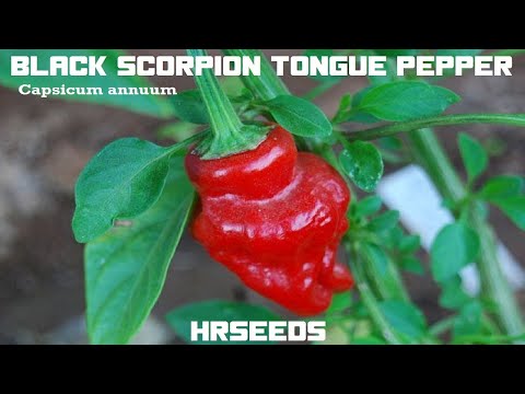 ⟹ Black Scorpions Tongue Pepper | Capsicum annuum | Pod Review