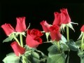 C W  McCall, Roses for Mama