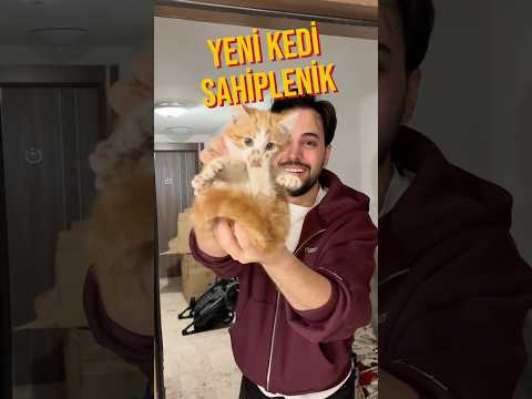 yeni kedi sahiplendik