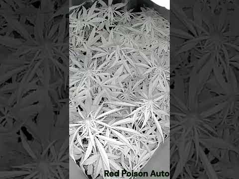 Red Poison Autoflower Time-Lapse Grow | Seed to Harvest in 60 Seconds!