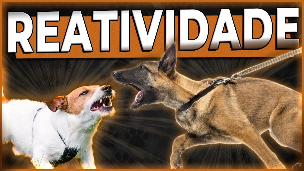 REATIVIDADE EM CÃES - O que é Como lidar O que fazer - Cão em Foco Responde #reatividadecanina