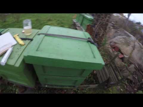 Varroabekämpning med oxalsyra i november