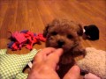 Toy Poodle Puppies FuzzyWuzzyPups.com Sweet ...