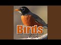 Bird Parrot Blue And Yellow Macaw Vocalization Birds