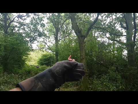 Hawk in Slow Motion at Woodside Wildlife Park