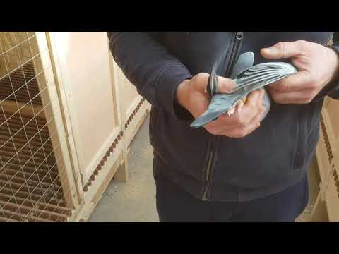 Bart Geerinckx - 4th best on 4 LD in Belgium