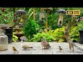 Cat TV for Cats to Watch 😸 Shy Birds & Persistent Squirrels 🕊️🐿️ Videos for Cats 4K HDR