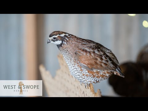 , title : 'Biology of Texas Bob White Quail | Texas Wildlife Series | West and Swope Ranches'