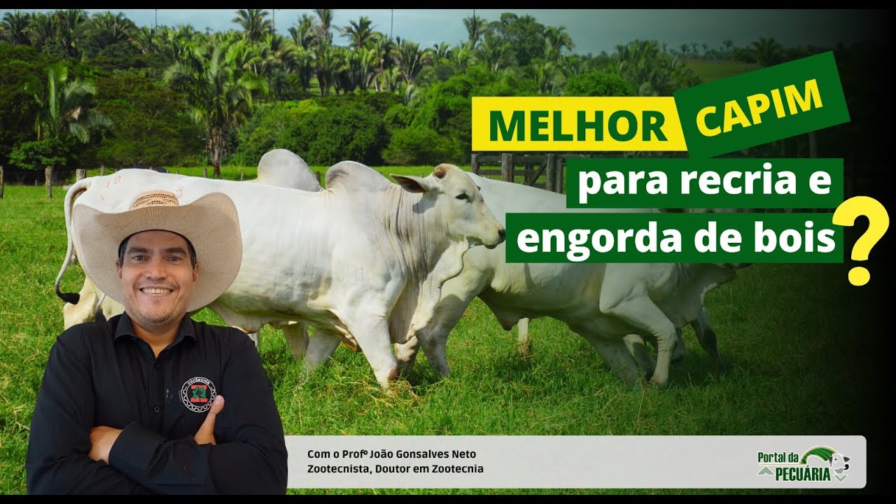 What is the best grass for raising and fattening cattle?