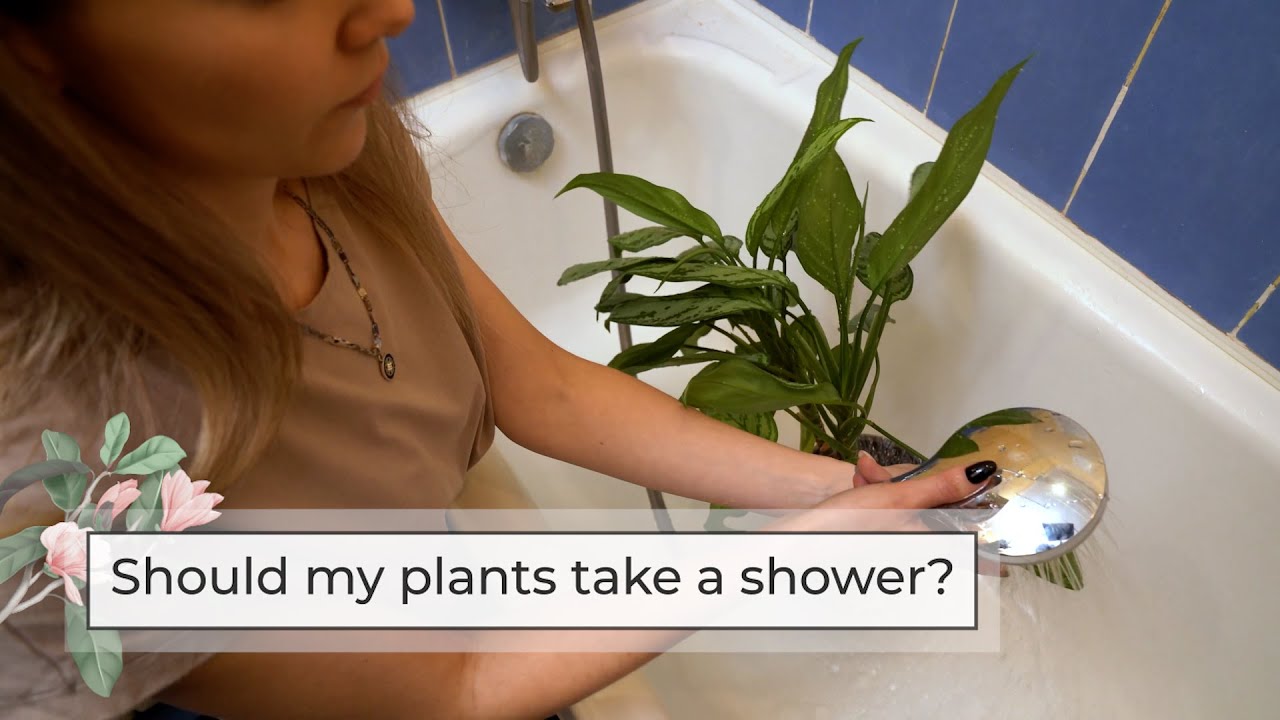 How long should you shower your plants? Life Set Go