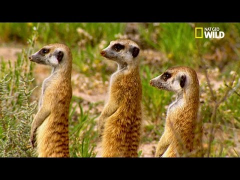 Boîte en carton vs bande de suricates !