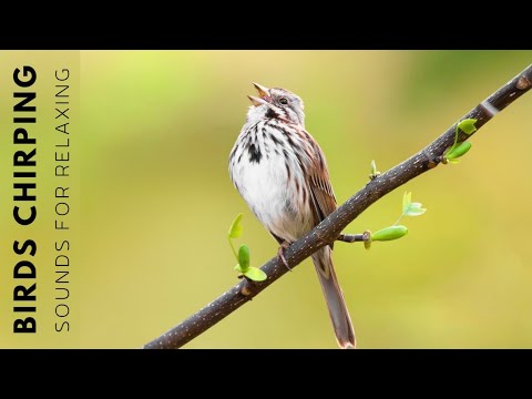 Beautiful Birds Singing - Relaxing Bird Sounds, Instant Relief from Stress and Anxiety