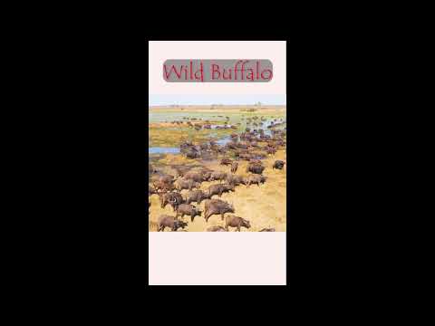 African Safari 4K  (WILD BUFFALO)