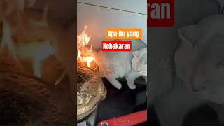 Download lagu Anabul yang Caroboh dan Nekat #funnycats #viral #catshorts #anabul #kitten #funnyanimals #shorts mp3