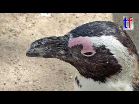 African Penguins / Brillenpinguine Wilhelma Stuttgart, Germany, 11.05.2016.