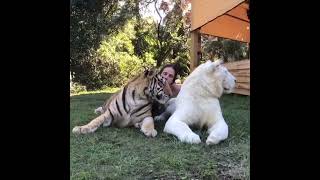 Download lagu My Brother Tiger || Real Life Tarzan #kodyantle #shorts mp3