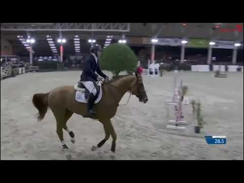 hengstencompetitie Lier Januari 2024