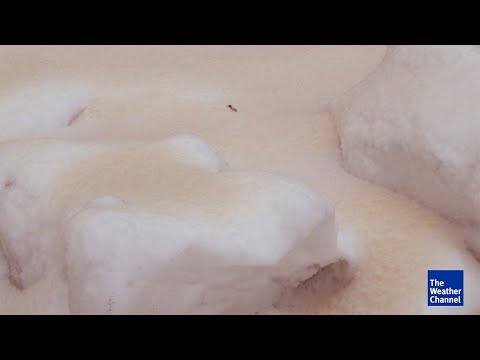 Was ist eigentlich Blutschnee?