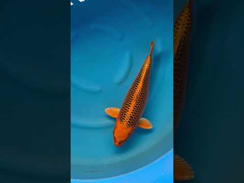 Video Vorschau in Japan