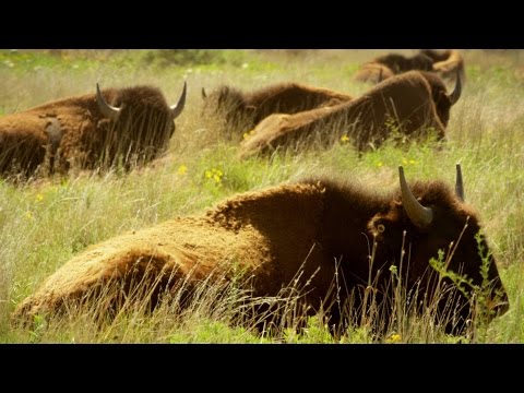 image-What is a food chain in the Great Plains?