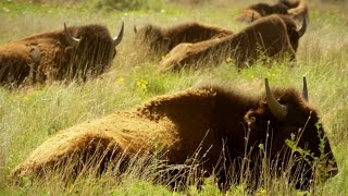Native Americans Saw Buffalo as More Than Just Food (4K)