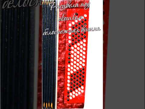 🎵 «Расцвела под окошком белоснежная вишня» -6