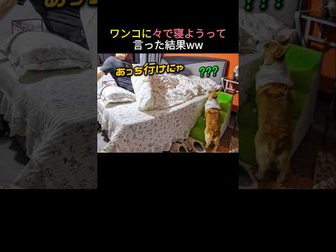 ワンコに々で寝ようって言った結果ww