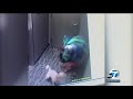 Disturbing Video Shows Alleged Abuse Of Dog In Santa Monica ABC7