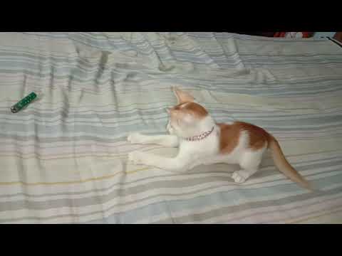 Puchi cat blog 26 - Ahnaf Tasin